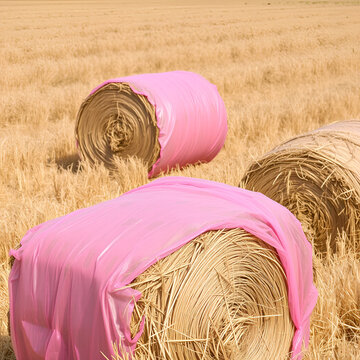 Hay bales in the field are wrapped in pink plastic film. Hay fermentation, ensiling, or making baleage.