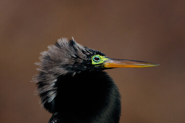 male anhinga with mating colors 