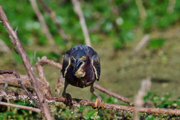 Green heron with a fish 
