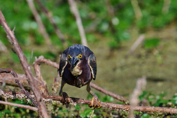 Green heron with a fish 