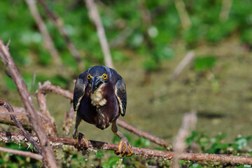 Green heron with a fish 