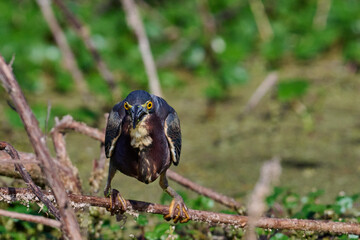 Green heron with a fish 