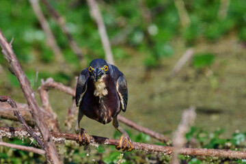 Green heron with a fish 