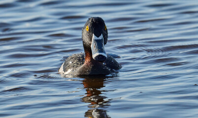 Male Ring- necked duck in the water 