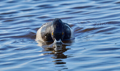 Male Ring- necked duck in the water 