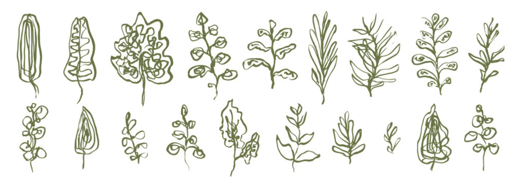 Bold line art vector olive green ink hand drawn monstera, fern leaves and herbs. Artistic delicate linear drawing floral elements for pattern and tattoo design, greeting card, line logo, banner