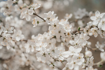 Fototapeta premium White Blossoms on Apricot and Cherry Branches