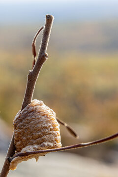 praying mantis ootheca in the small tree against wilting brown background
