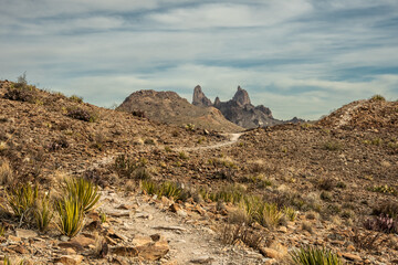 Fototapeta premium Sharp Lechuguilla Plants Line The Trail To Mules Ears In Big Bend