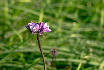 Obraz premium Single Purplehead Bloom Against Green Grasses