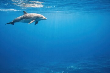 Fototapeta premium Dolphin Swimming in Clear Blue Water During Daylight in Ocean
