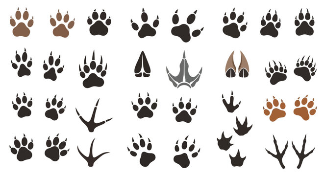 Animal Footprints and Tracks.