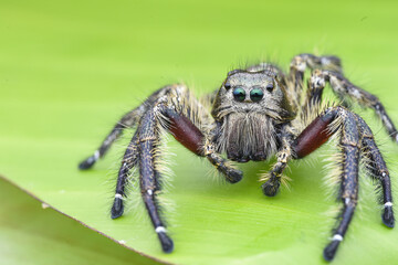 Extreme macro of a hairy jumping spider with vivid blue eyes, detailed fangs and textured legs against a smooth green background high resolution closeup.
