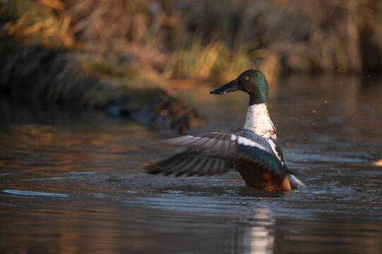 Northern Shoveler duck swimming in a pond at sunset.A high-quality, detailed shot of a male Northern Shoveler (Spatula clypeata) swimming calmly in a natural water environment. The photo captures the 