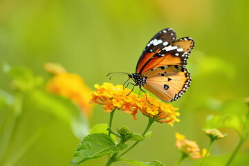 Obraz premium Delicate Monarch Butterfly Sipping Nectar from Vibrant Yellow Lantana Flowers in a Lush Green Garden, Capturing Nature's Beauty and Intricate Details