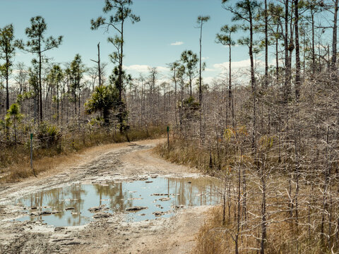 Muddy Backroad Puddle Through Everglades Pine Savanna
