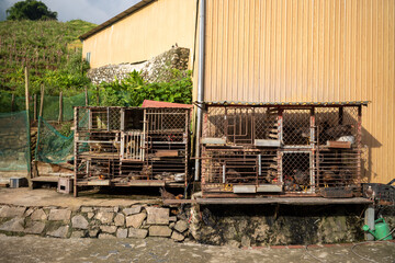 Weathered metal cages housing chickens stand against a yellow wooden wall in a village setting near Sapa. Afternoon sunlight casts warm shadows across the stone foundation and surrounding greenery. © Florent