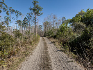Fototapeta premium Sandy Backroad Through Pine Flatwoods, Everglades Florida