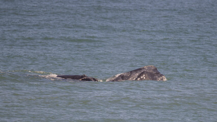 Fototapeta premium An endangered northern right whale mother calf pair with both animals slightly above the water. 