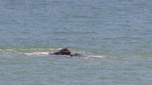 A rare northern right whale calf coming out of the water onto its mother's back. 