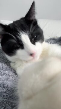Funny video of black and white cat grooming itself on a soft gray blanket with eyes partially closed in a relaxed indoor setting.