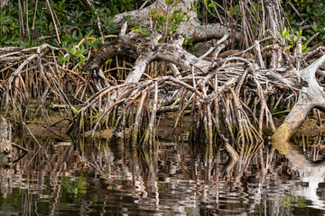 Obraz premium Tangled Mangrove Prop Roots and Driftwood Reflected in Still Water