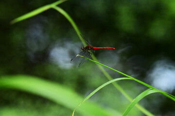 水辺の草に止まる赤とんぼ