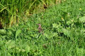 茂みの中のヒバリ