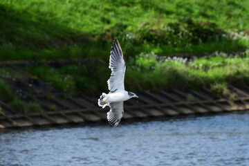 川を低く飛ぶウミネコ