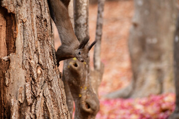 木から下りてきたエゾリスと紅葉