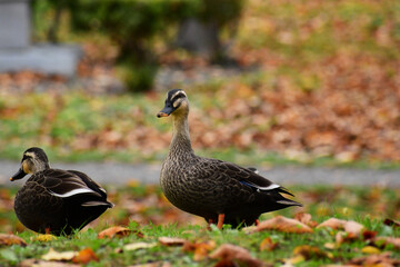 晩秋の公園のカルガモ
