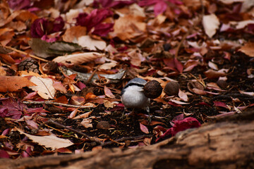 落ち葉の中でクルミをくわえるゴジュウカラ