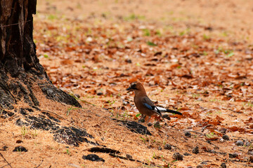 松の木の下に立つミヤマカケス