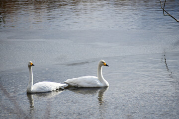 Obraz premium 川の浅瀬に浮かぶオオハクチョウ