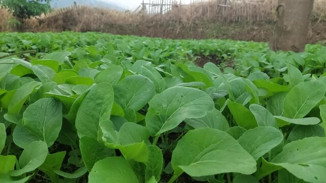 Close-up view of fresh and healthy green mustard (choy sum) plants in a vegetable garden