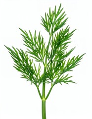 Obraz premium Fresh Green Dill Sprig Isolated on White Background.