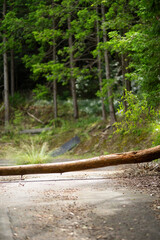 道を塞いでいる倒木