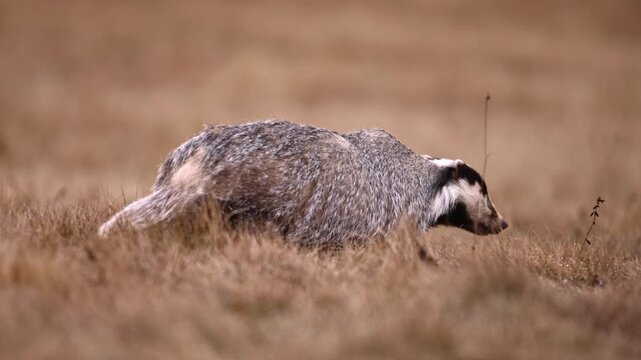 Badger (Meles meles) looking for food on grassland. Simple scene of animal and natural habitat around. Wildlife take in beige toned colour of dry gras on fall