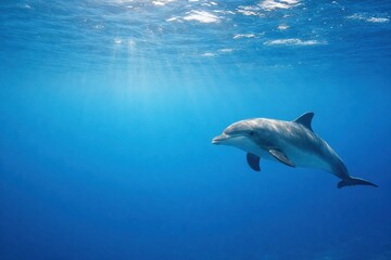 Fototapeta premium Dolphin Swimming in Clear Blue Ocean Waters During Day Time Exploring Underwater Environment