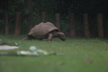 Naklejka premium Animais