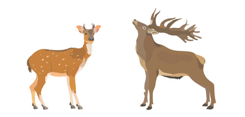 Obraz premium Vector hand drawn illustration set of cartoon deer and red elk. Cute wild animals isolated on white background.