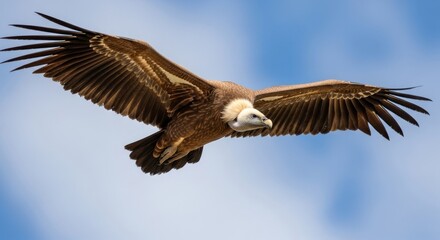 Fototapeta premium Griffon Vulture Soaring High Above, Wings Fully Extended.
