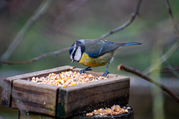 A close-up of an Eurasian Blue Tit perched on a feeding post. © Frank Goma