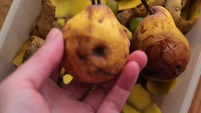 Food compost.A hand places a spoiled pear into a container with leftover fruits and vegetables. Green compost.Bio garbage
