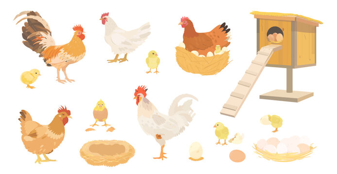 Cute cartoon farm birds collection. Vector hand drawn illustrations of Chicken family. Hen, nest with eggs, hen house, Rooster and little Chicks isolated on white background. Set of poultry clip art.