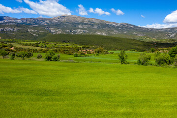 Fototapeta premium Bright green fields stretch across a wide plain with scattered trees, leading to forested hills and rugged mountains under a clear blue sky near Bierge, Spain. The sunlight highlights the fresh spring