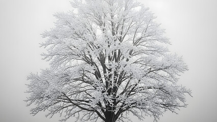 Obraz premium Snow-covered tree branches stretching upwards in a winter landscape photograph