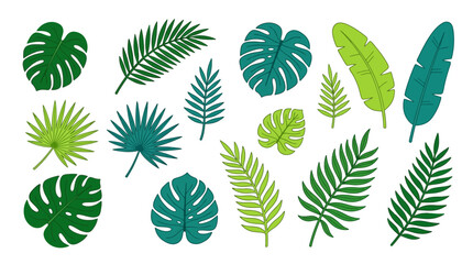 Fototapeta premium Tropical Leaves d flat vector isolated white background