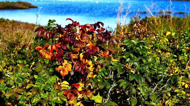 Beautiful rosa rugosa, or beach rose, bush with vibrant red, yellow, and green autumn leaves blowing in a gentle breeze by a blue lake