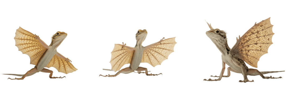 Flying Lizard (Draco volans) Isolated on White Background, Full Body Southeast Asian Arboreal Reptile Standing on White Floor, Gliding Lizard Cutout, Exotic Wildlife Stock Photo Image
